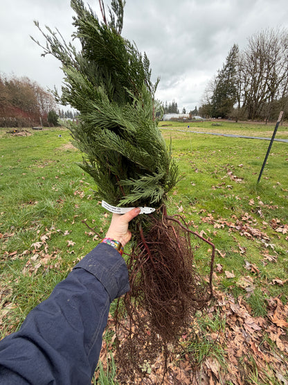 Incense Cedar – Bundle of 5 Bare Root Plants