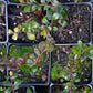 Kinnikinnick - bundle of 5 plants (3.5'' pots)