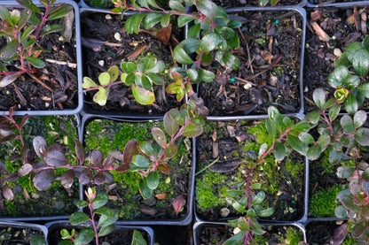 Kinnikinnick – Bundle of 5 Potted Plants
