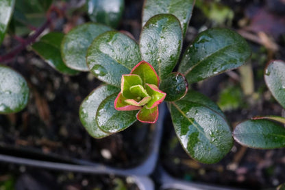 Kinnikinnick – Bundle of 5 Potted Plants
