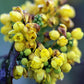 Low Oregon Grape – Bundle of 5 bareroot plants