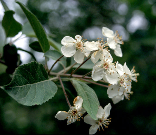 Pacific Crabapple – Bundle of 5 Bare Root Plants