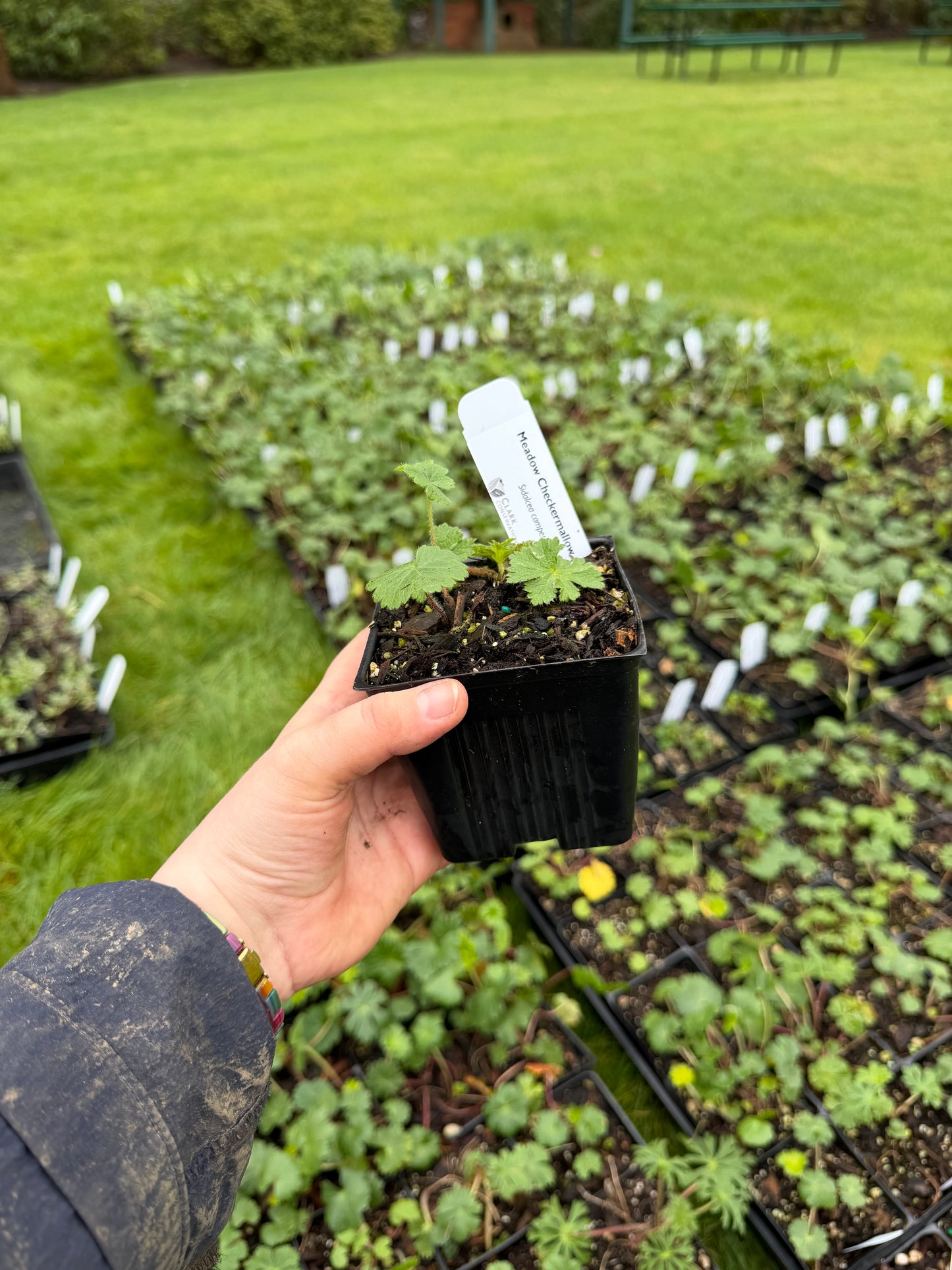Checker Mallow - paquete de 5 plantas en tapones