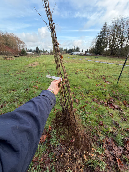 Nootka Rose – Bundle of 5 Bare Root Plants