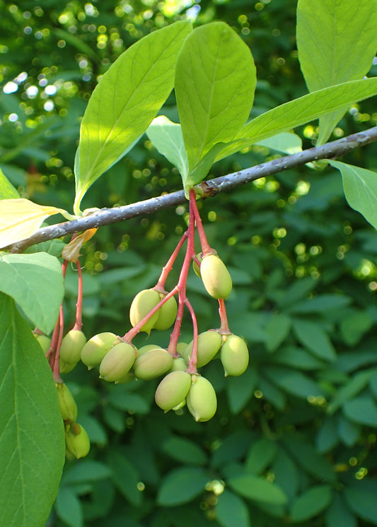 Osoberry – Bundle of 5 Bare Root Plants