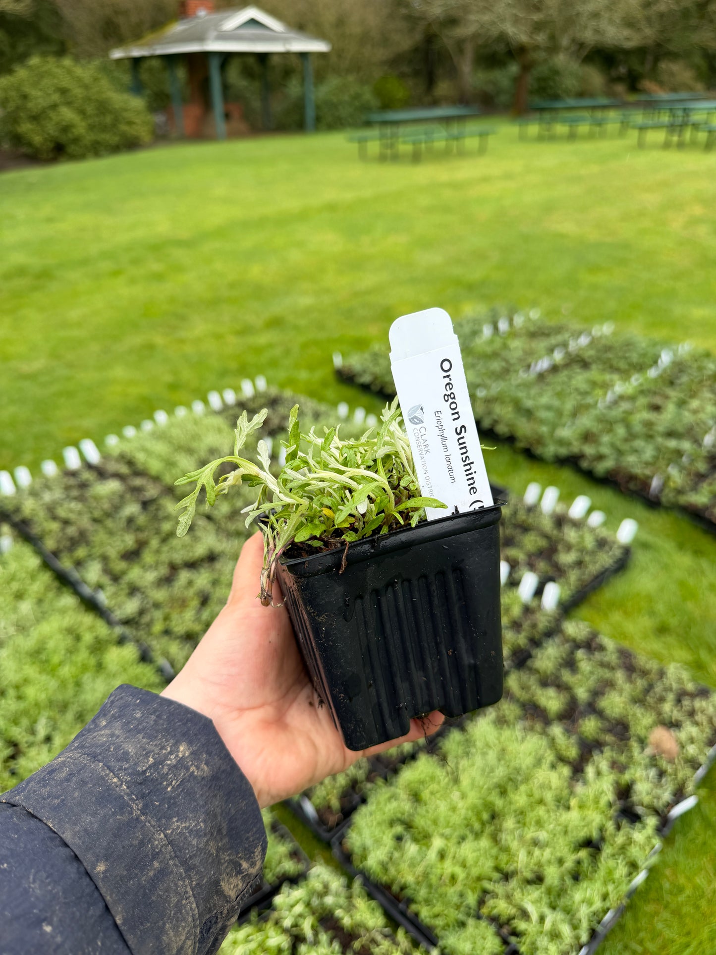 Oregon Sunshine – Bundle of 5 Potted Plants