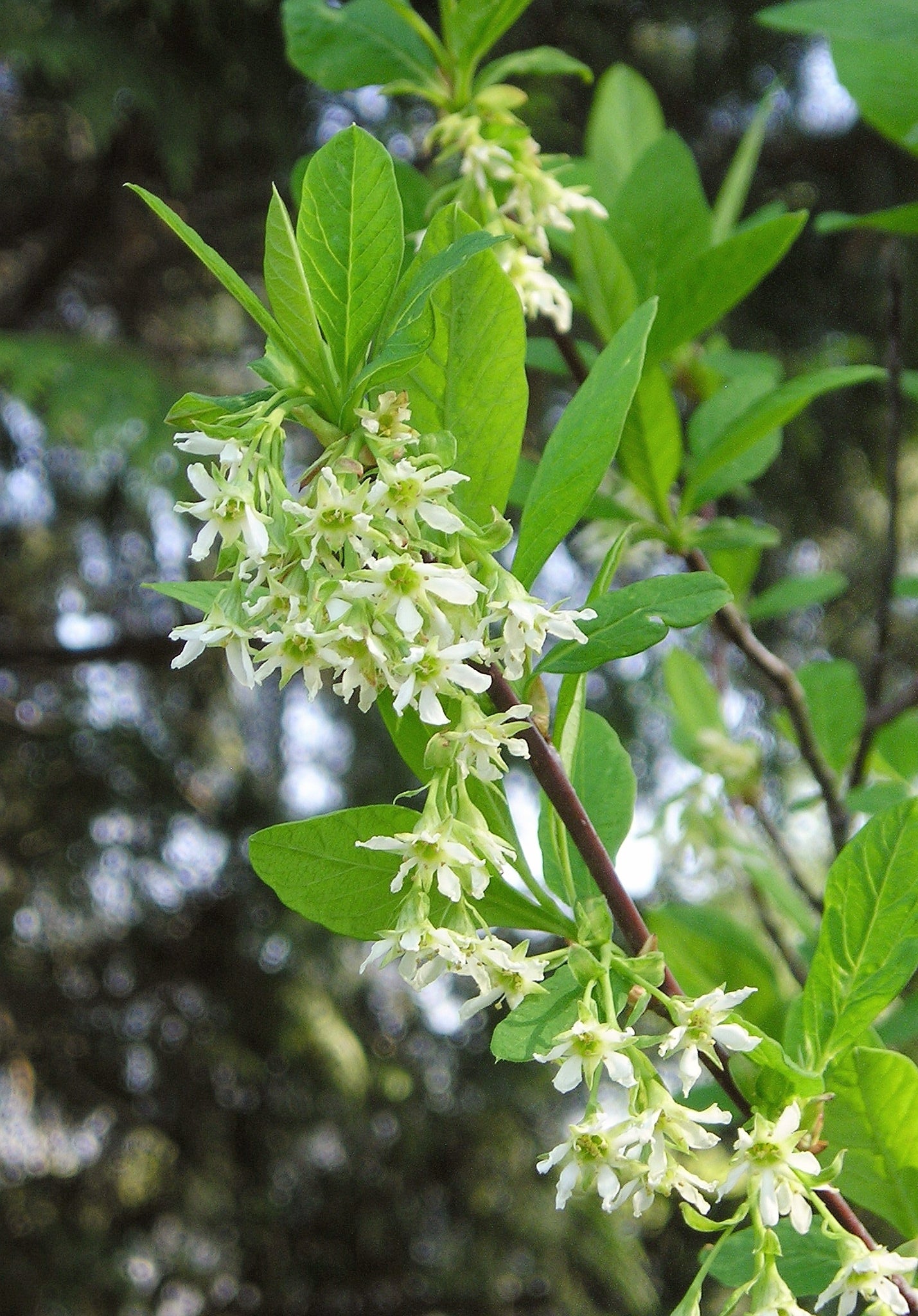 Osoberry – Bundle of 5 Bare Root Plants
