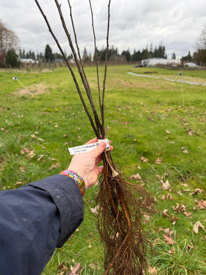 Pacific Crabapple – Bundle of 5 Bare Root Plants