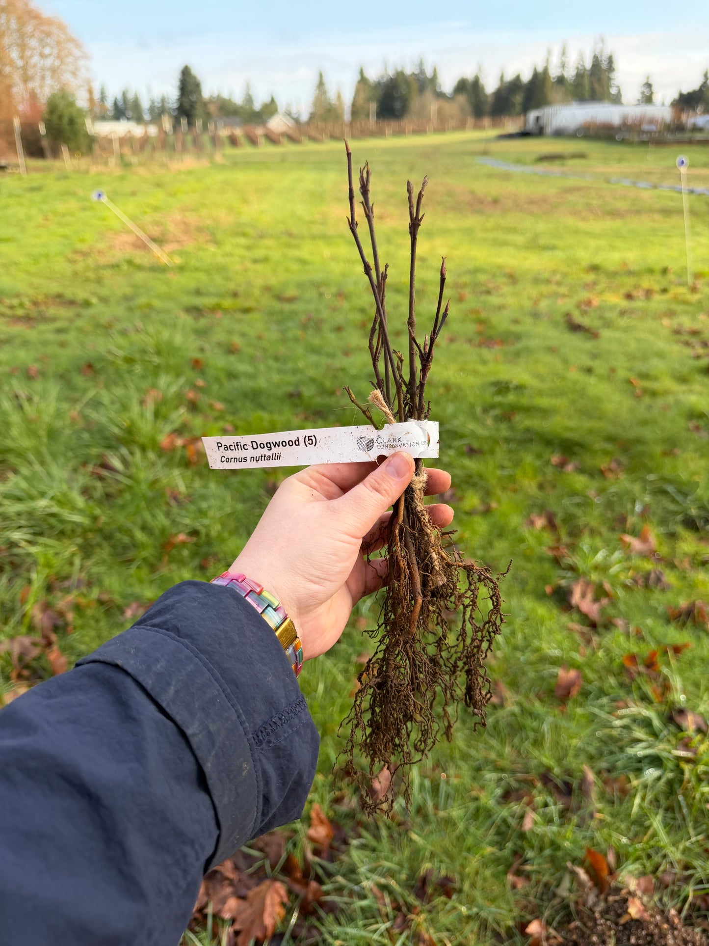 Pacific Dogwood – Bundle of 5 Bare Root Plants