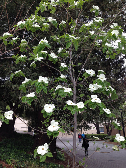 Pacific Dogwood – Bundle of 5 Bare Root Plants