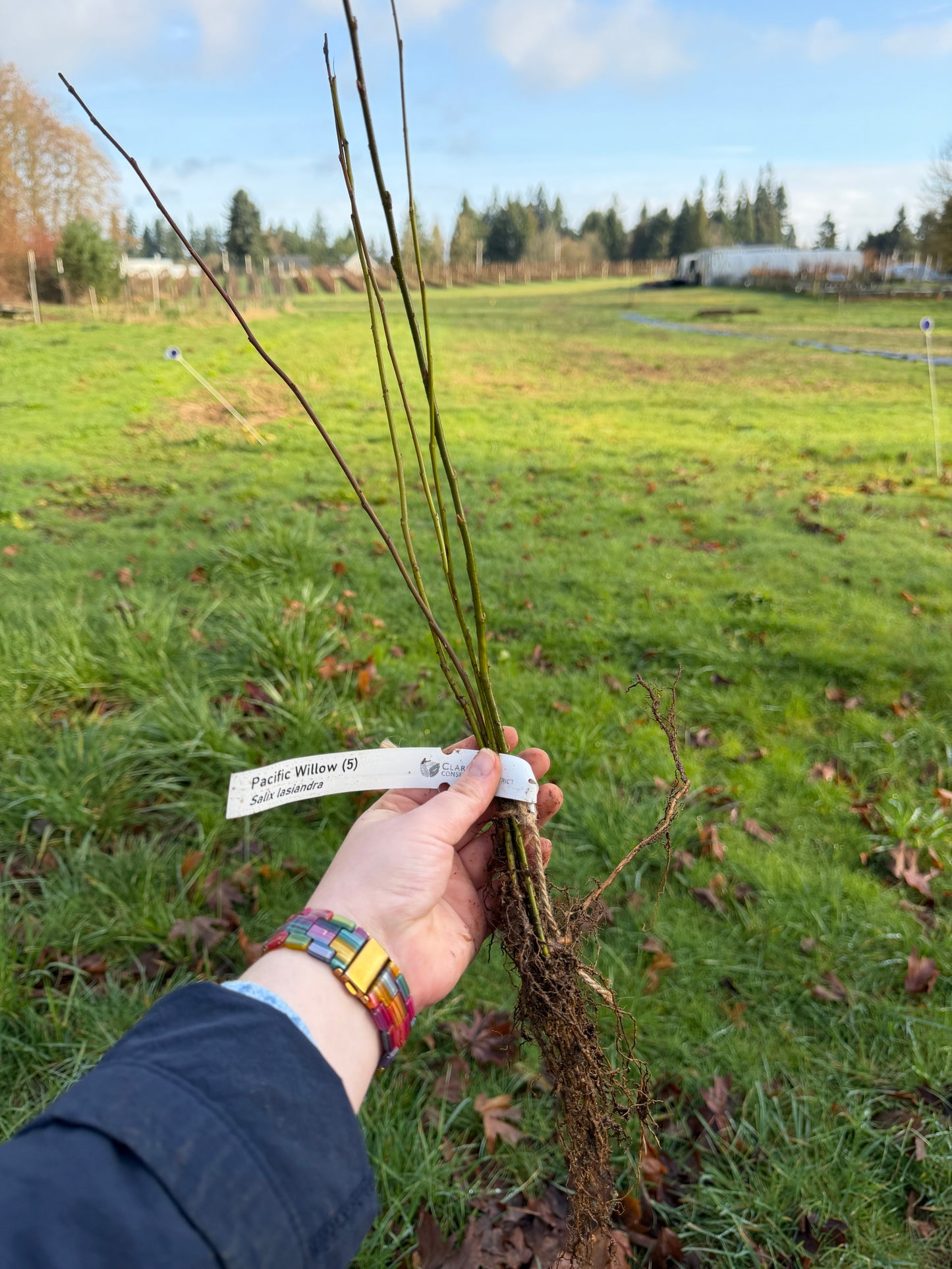 Pacific Willow – Bundle of 5 Bare Root Plants