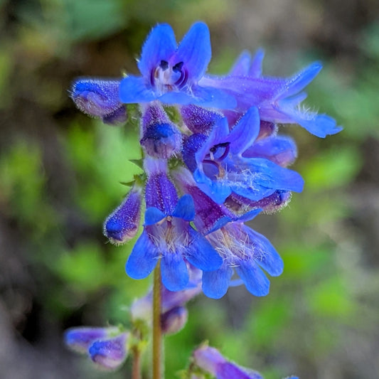 Broad-leaved Penstemon—Bundle of 5 Potted Plants