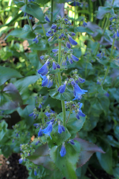 Broad-leaved Penstemon—Bundle of 5 Potted Plants