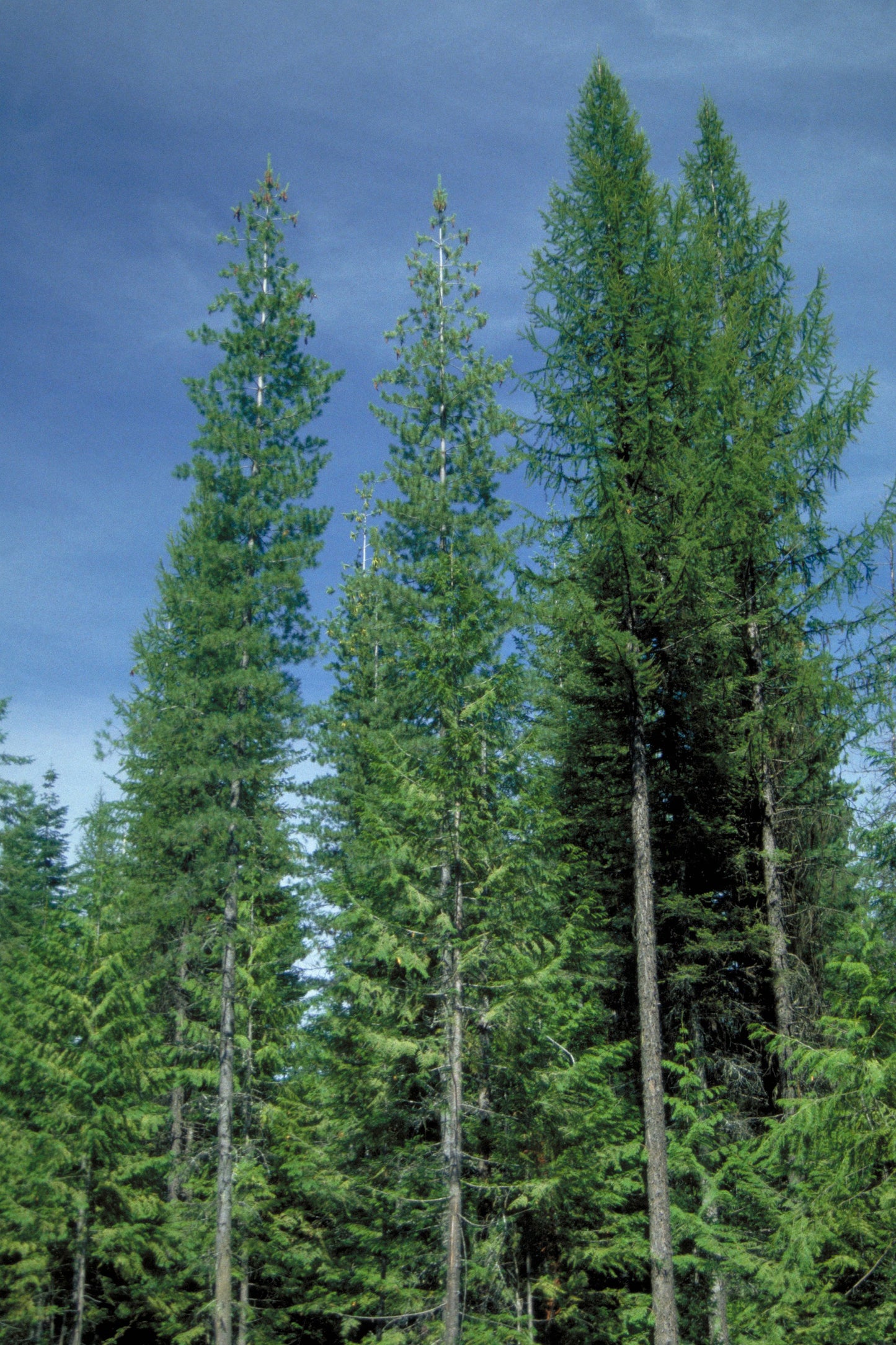 Western White Pine – Bundle of 5 Plugs