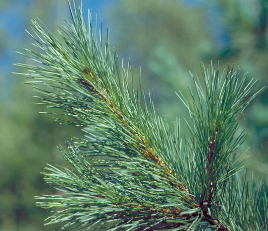 Western White Pine – Bundle of 5 Plugs