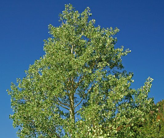 Quaking Aspen – Bundle of 5 Bare Root Plants