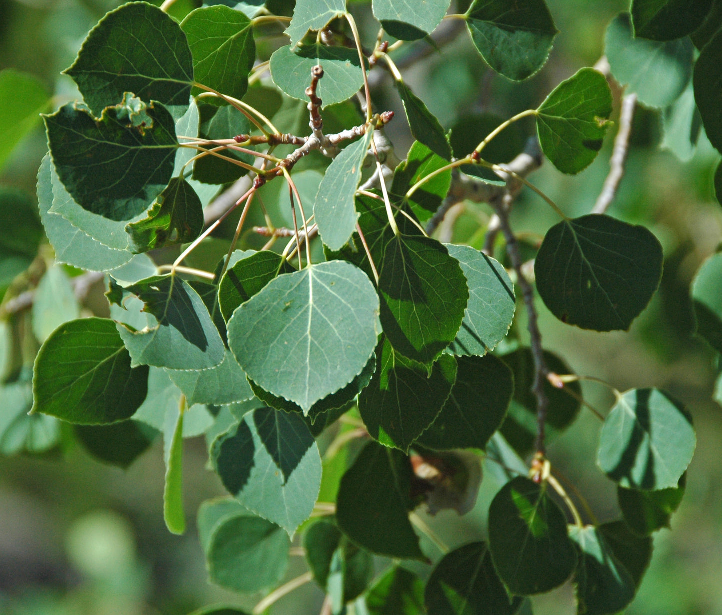 Quaking Aspen – Bundle of 5 Bare Root Plants