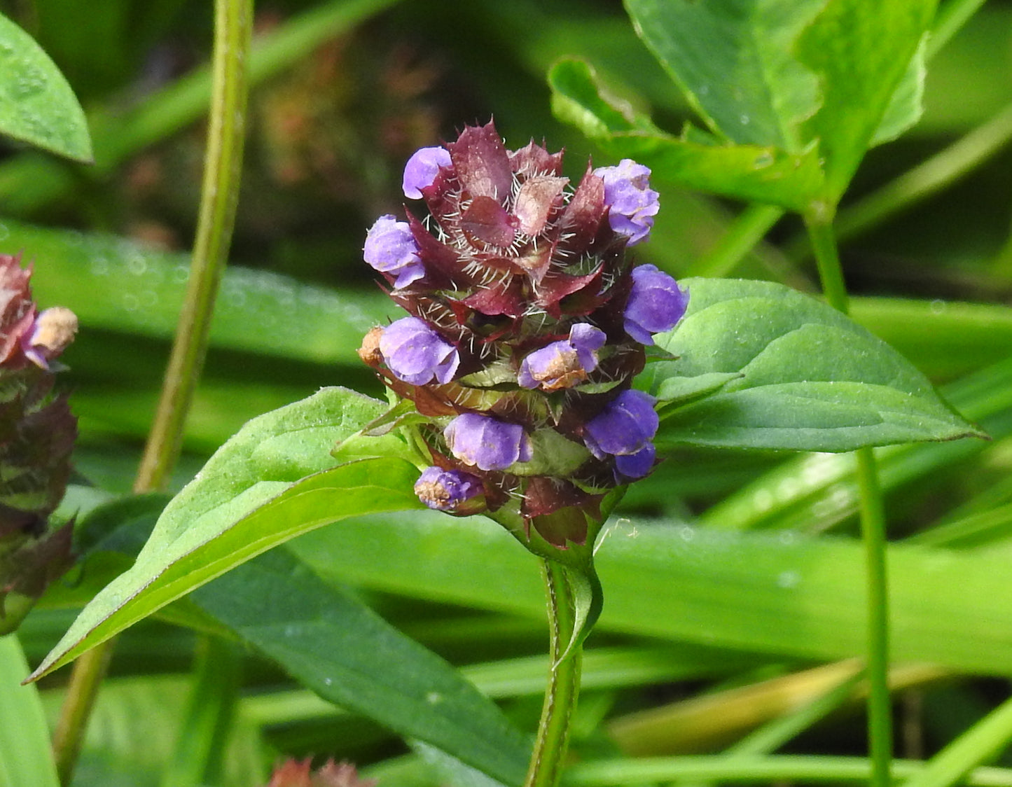 Self Heal – Bundle of 5 Potted Plants