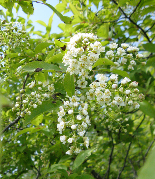 Chokecherry - Bundle of 5 Bare Root Plants