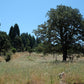 Орегонский дуб - пучок из 5 растений с голой корневой системой.