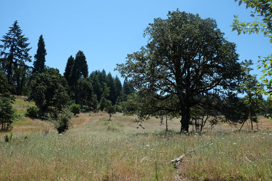 Oregon White Oak - bundle of 5 bareroot plants
