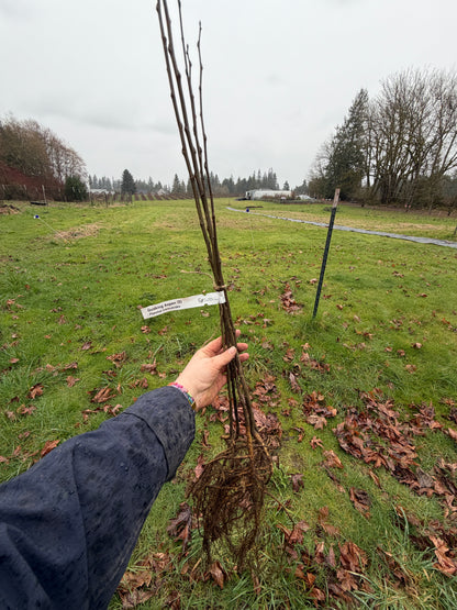 Quaking Aspen – Bundle of 5 Bare Root Plants