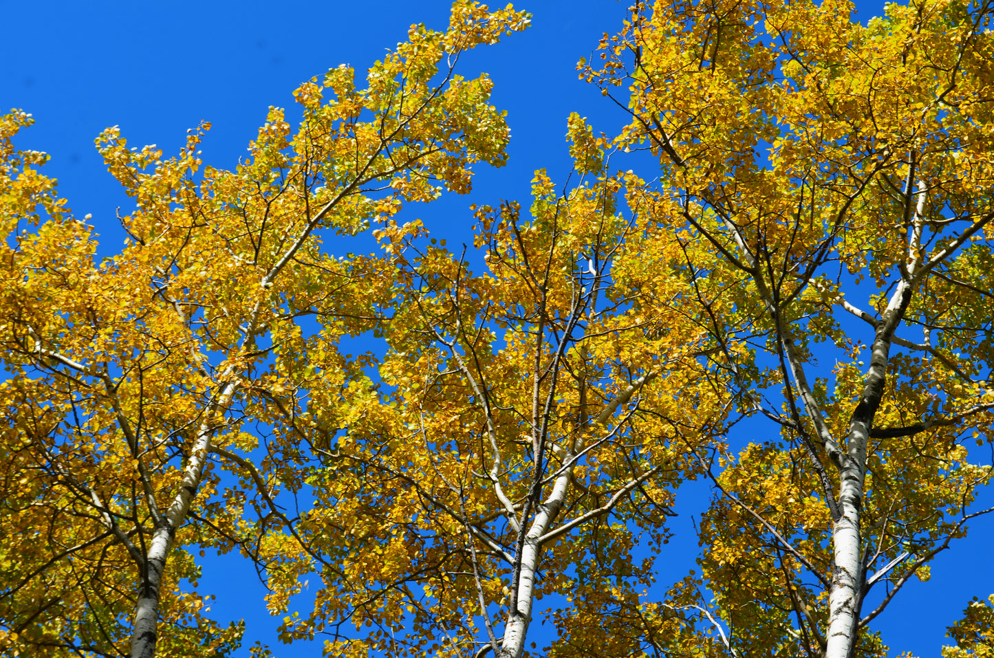 Quaking Aspen – Bundle of 5 Bare Root Plants