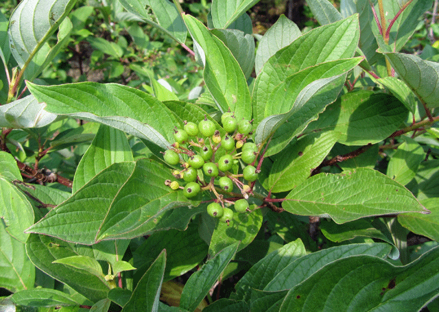 Red Mimbre Dogwood - paquete de 5 plantas