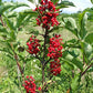 Red Elderberry - Bundle of 5 bareroot plants