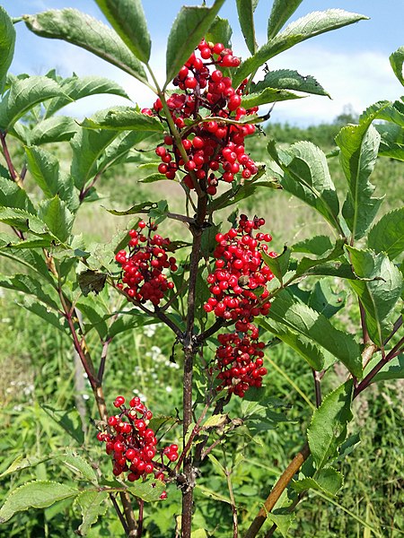 Red Elderberry - Bundle of 5 bareroot plants