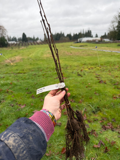 Red Alder - Paquete de 5 plantas a raíz desnuda