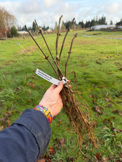 Red Elderberry – Bundle of 5 Bare Root Plants