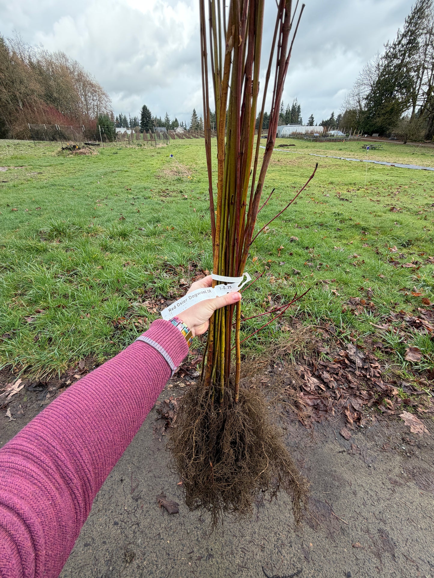 Red Osier Dogwood – Bundle of 5 Bare Root Plants