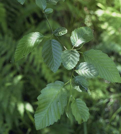 Red Alder – Bundle of 5 Miniplugs