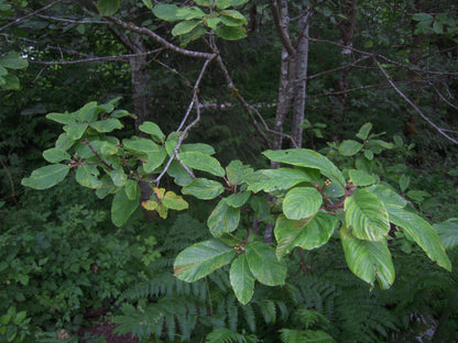 Cascara - Bundle of 5 Bare Root Plants