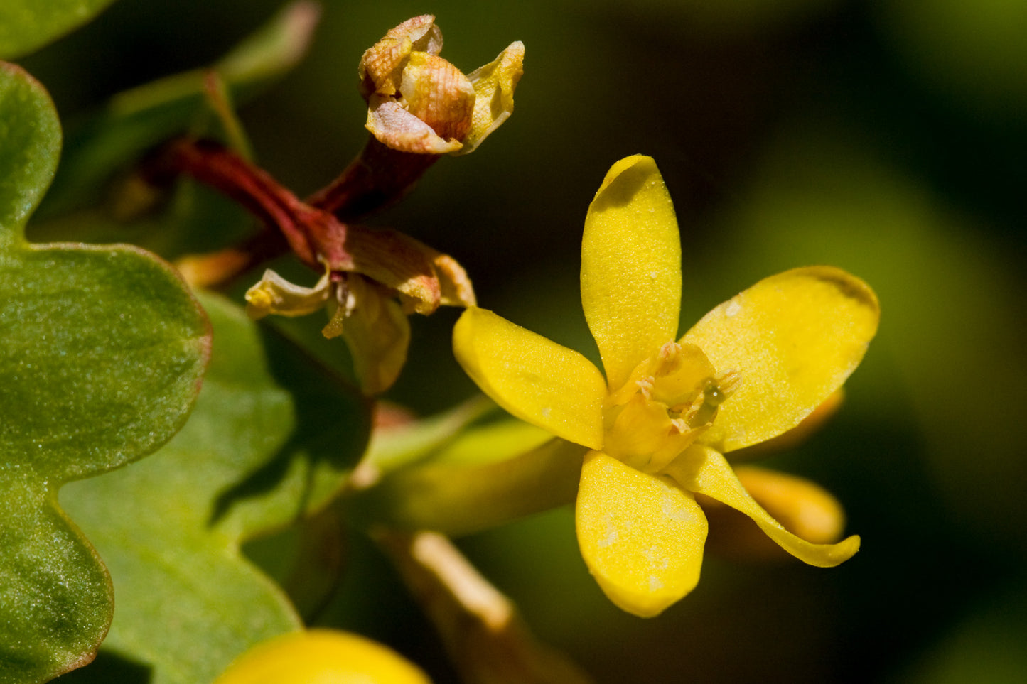 Golden Currant – Bundle of 5 Bare Root Plants