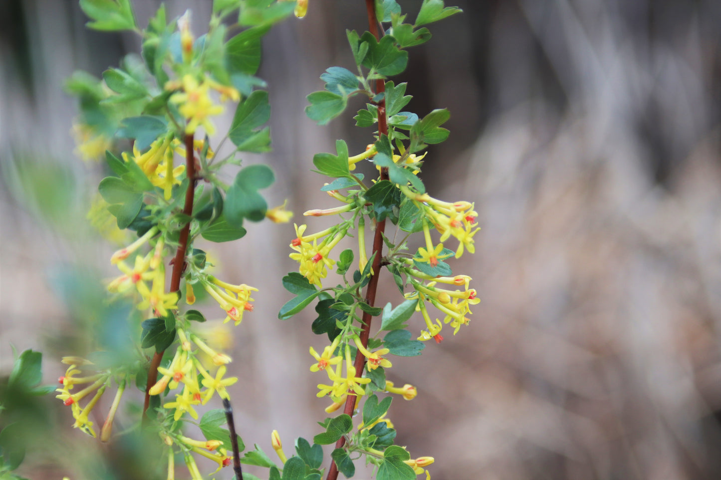 Golden Currant – Bundle of 5 Bare Root Plants