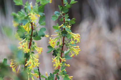 Golden Currant – Bundle of 5 Bare Root Plants