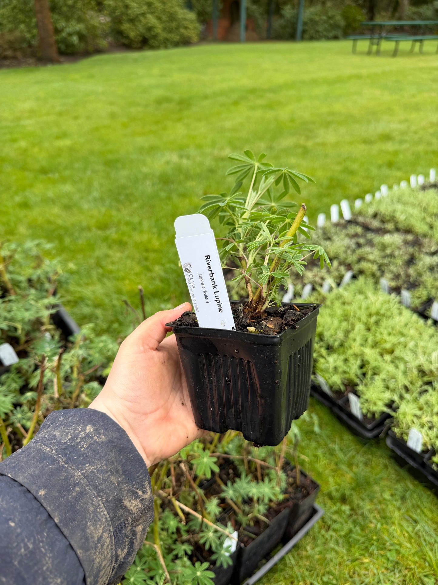 River Bank Lupin - paquete de 5 plantas (macetas de 4")