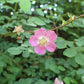 Baldhip Rose - комплект из 5 растений с голой корневой системой