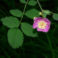 Baldhip Rose - Paquete de 5 plantas a raíz desnuda