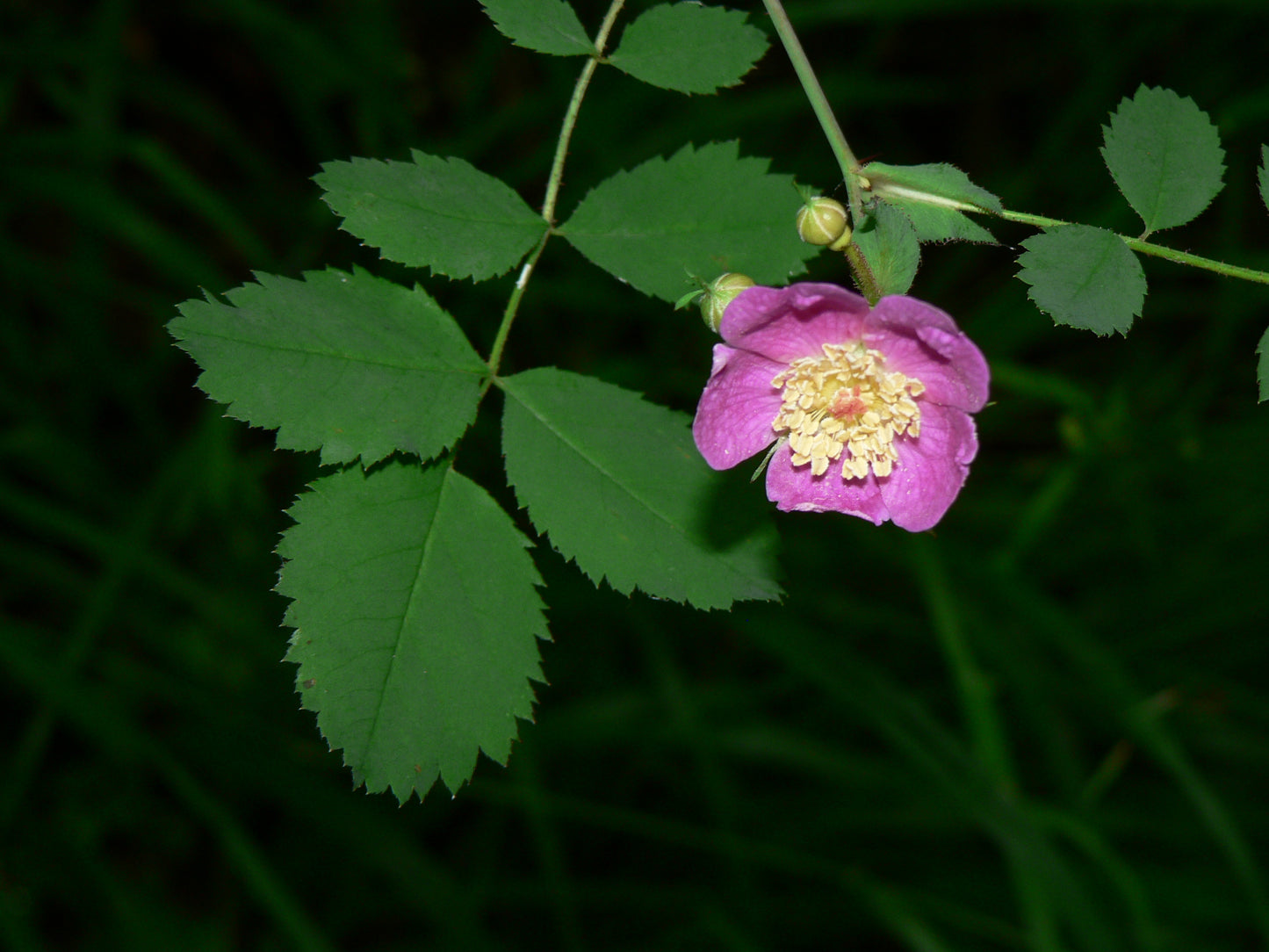 Baldhip Rose - комплект из 5 растений с голой корневой системой