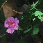 Nootka Rose - комплект из 5 растений с голой корневой системой.