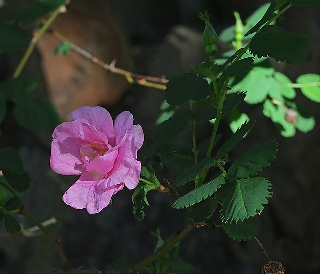 Nutka Rose - paquete de 5 plantas a raíz desnuda