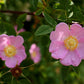 Nootka Rose - комплект из 5 растений с голой корневой системой.