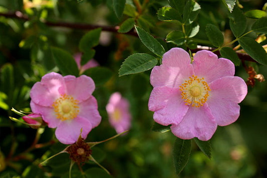 Nootka Rose - bundle of 5 bareroot plants