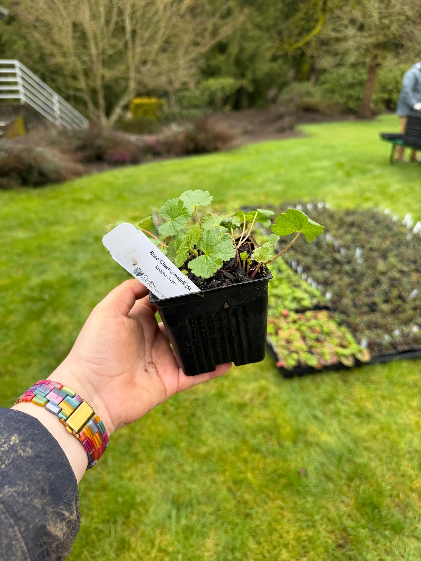 Rose Checkermallow – Bundle of 5 Potted Plants
