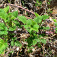 Blackcap Raspberry - Bundle of 5 bareroot plants