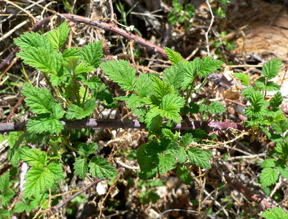 Blackcap Raspberry - Bundle of 5 bareroot plants