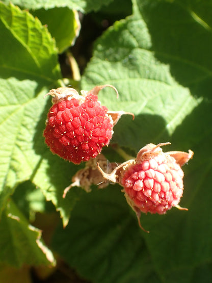 Thimbleberry - paquete de 5 plantas a raíz desnuda